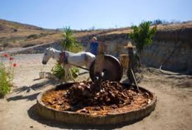 Mezcal