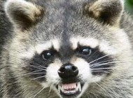 mapache