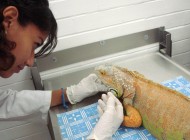 El Hospital Veterinario de Especialidades en Fauna Silvestre y Etología Clínica, de la FMVZ de la UNAM, fue remodelado recientemente.