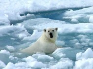 polar